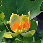 Is Tulip Poplar Worth Anything?