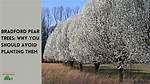 Should Bradford Pear Trees Be Removed?