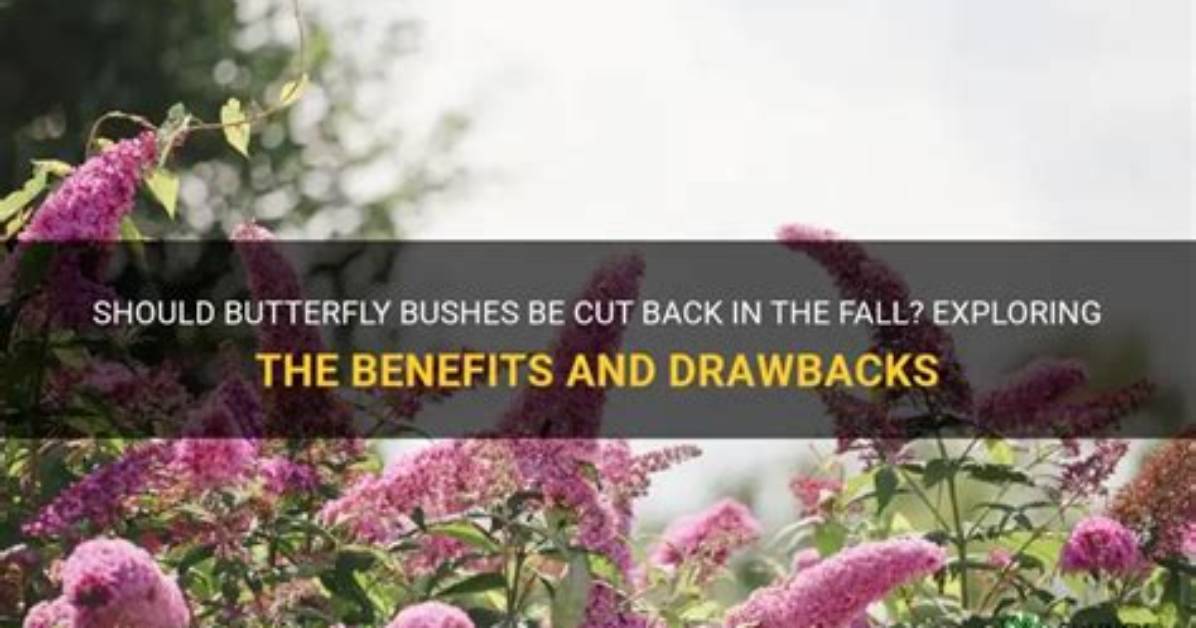 Should Butterfly Bushes Be Cut Back for Winter?