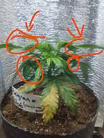 Should I Cut off Big Fan Leaves?