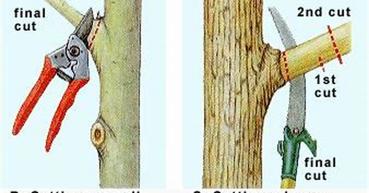 Should I Cut off Dead Tree Branches?
