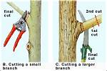 Should I Cut off Dead Tree Branches?