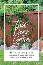 Should I Let Vines Grow on My Fence?