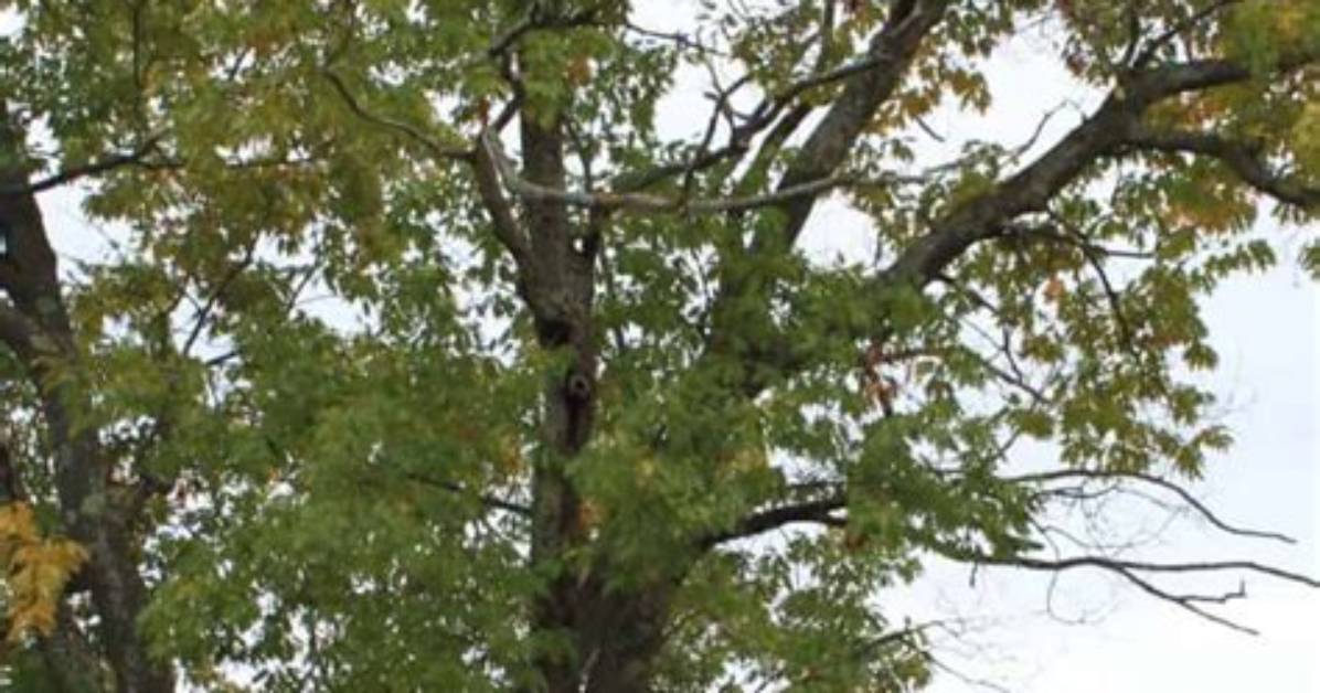 Should I Plant a Silver Maple in My Yard?