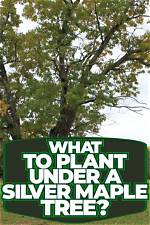 Should I Plant a Silver Maple in My Yard?