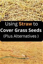 Should I Put Straw on Top of Grass Seed?