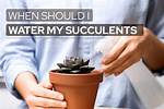 Should I Spray Water on My Succulent Leaves Every Day When Propagating?
