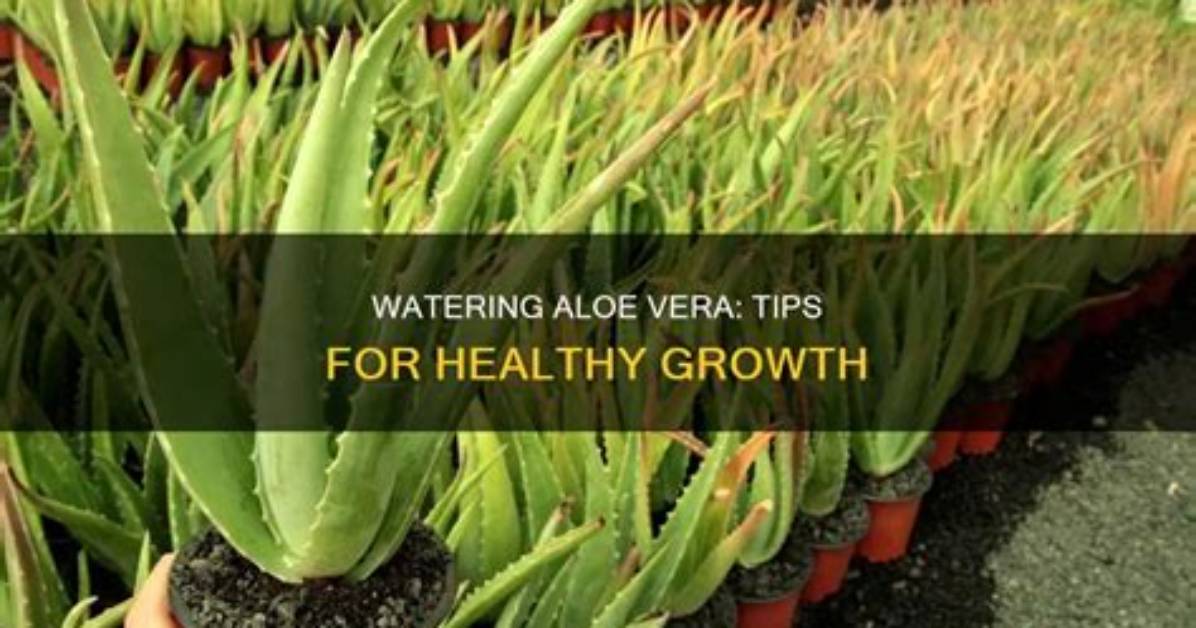 Should I Water My Aloe in the Winter?