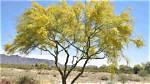 Should You Fertilize a Palo Verde Tree?