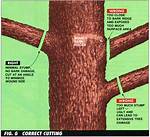 Should You Trim the Bottom Branches of a Pine Tree?