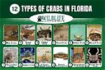 Types of Crabs in Florida