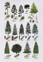 What Are Different Types of Conifers?