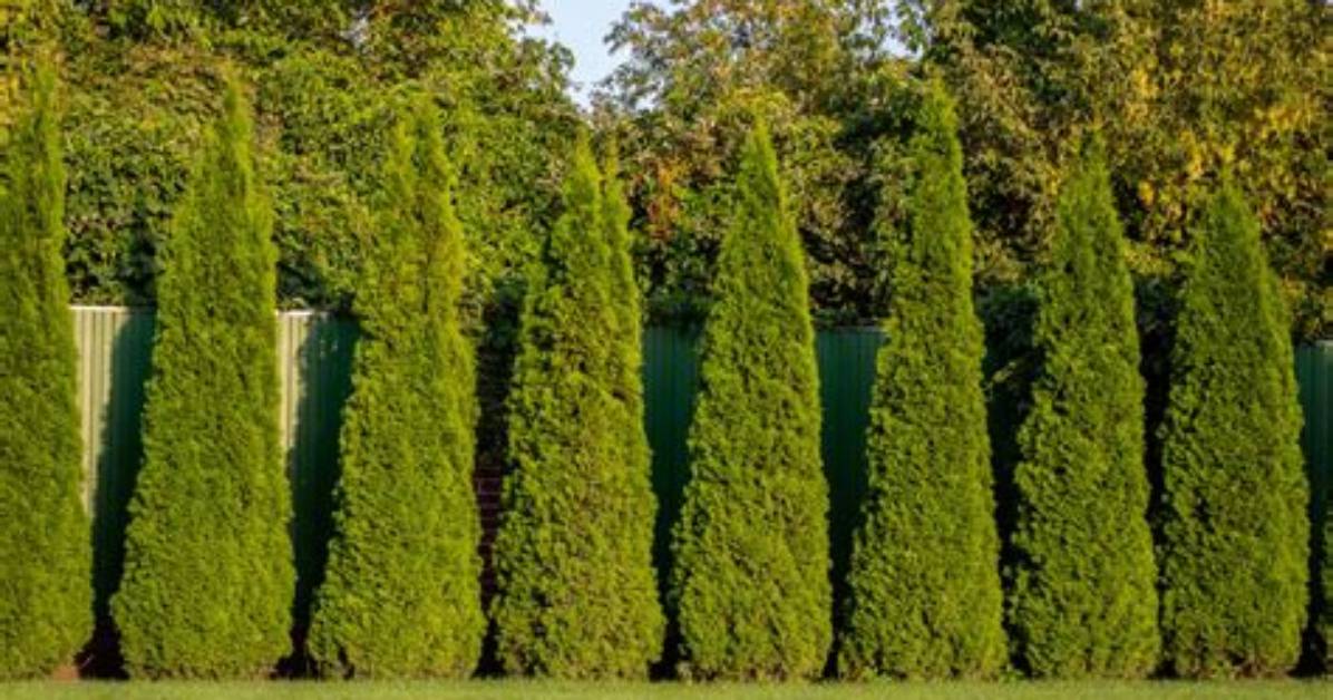 What Are Good Privacy Trees That Grow Fast?