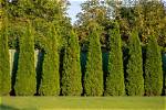 What Are Good Privacy Trees That Grow Fast?