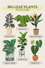 What Are Indoor Plants Called?
