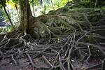 What Are Invasive Roots?