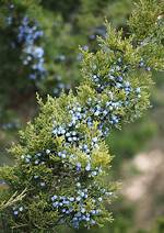 What Are Juniper Trees Good for?