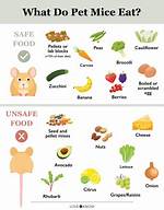 What Are Mice Favorite Food?
