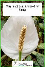What Are Peace Lilies Good for?