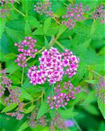 What Are Some Flowering Perennial Bushes?