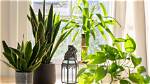 What Are Some Good Indoor Outdoor Plants?