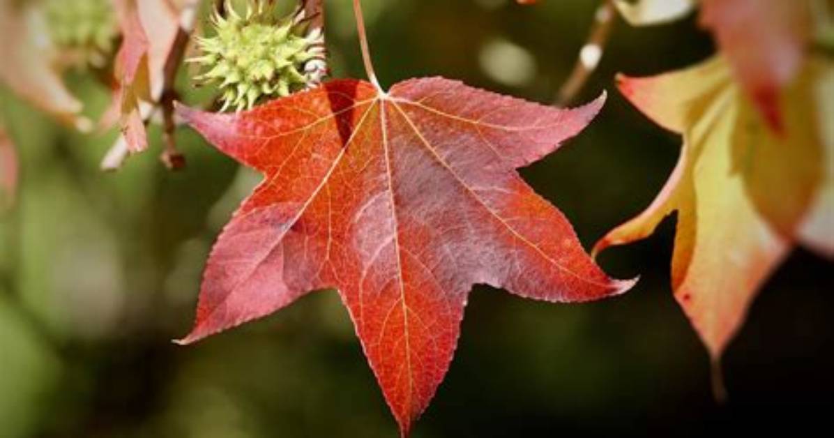 What Are Sweetgum Trees Worth?