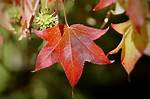 What Are Sweetgum Trees Worth?