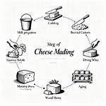 What Are the 5 Stages of Cheese Making?