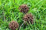 What Are the Balls on Pine Trees?