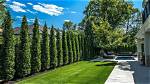 What Are the Best Trees for Privacy in a Small Garden?