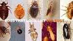 What Are the Bugs That Look Like Ladybugs?