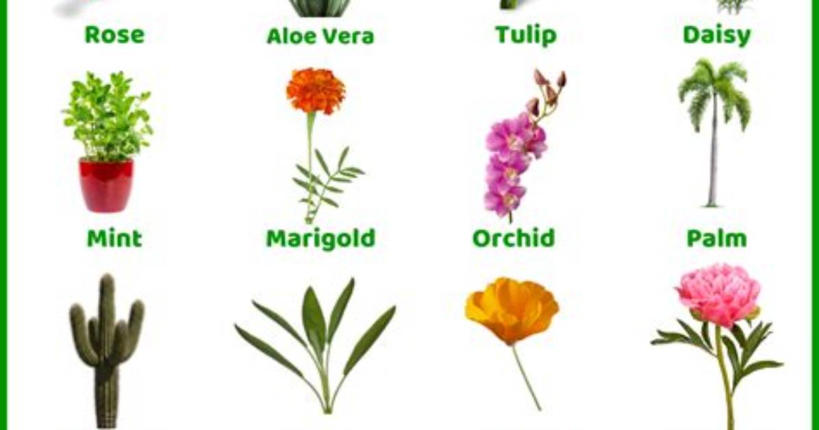 What Are the Different Types of Plant Diseases?