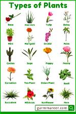 What Are the Different Types of Plant Diseases?