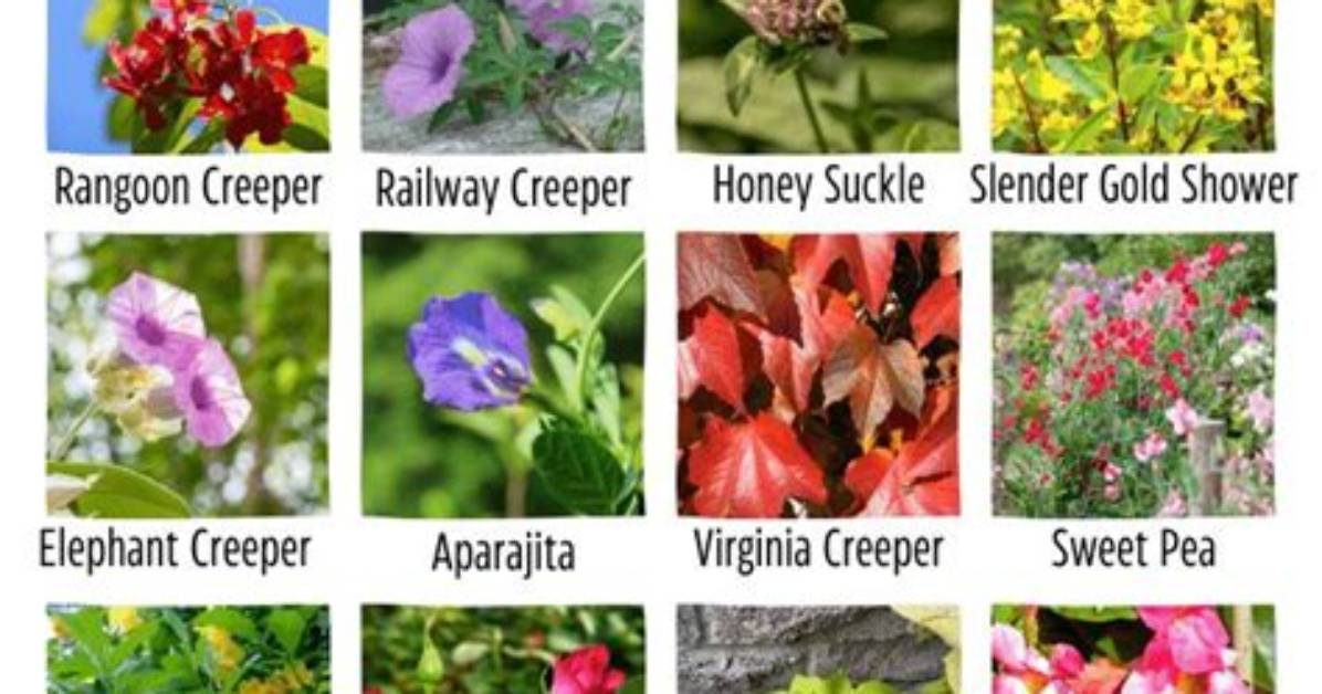 What Are the Example of Vines Plant?