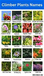 What Are the Example of Vines Plant?