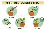 What Are the Five Steps of Planting a Tree?