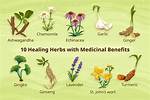 What Are the Medicinal Uses of the Jambolan?