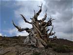 What Are the Oldest Living Trees?