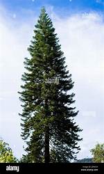 What Are the Tall Pine Trees Called?