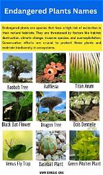 What Are the Top 10 Endangered Plants?