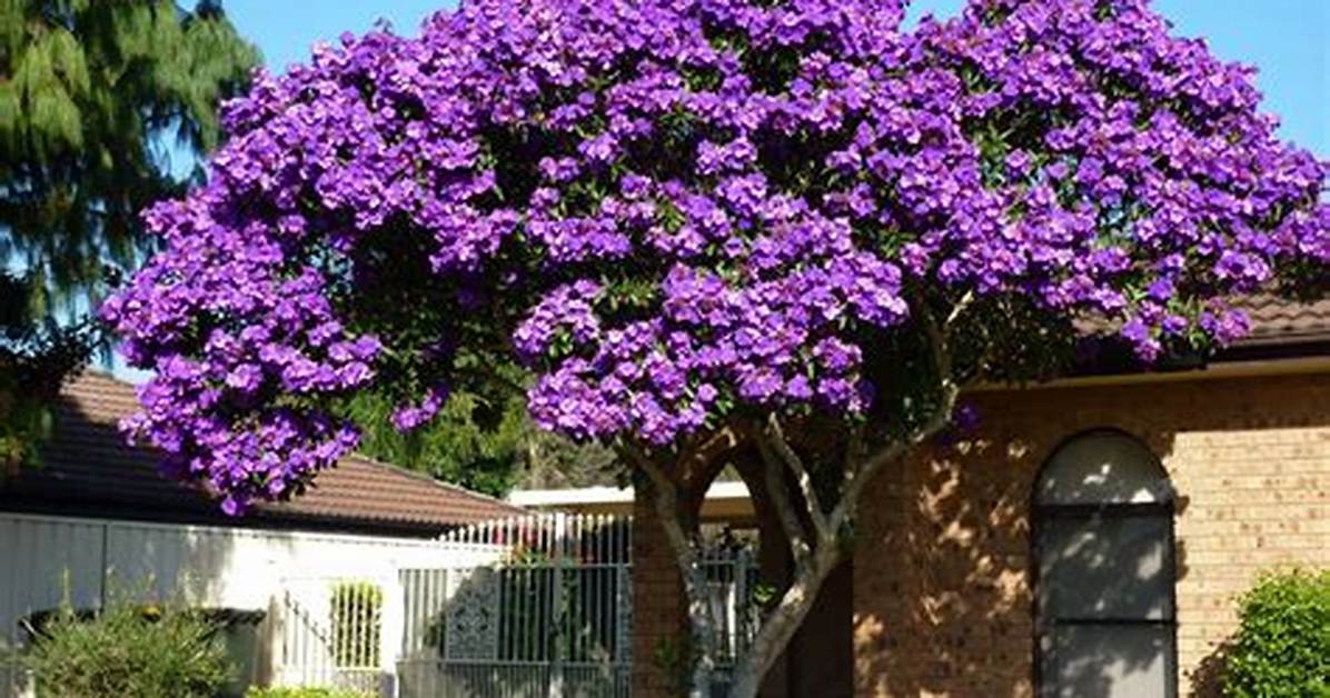 What Are the Trees with Small Purple Flowers?