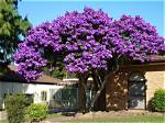 What Are the Trees with Small Purple Flowers?