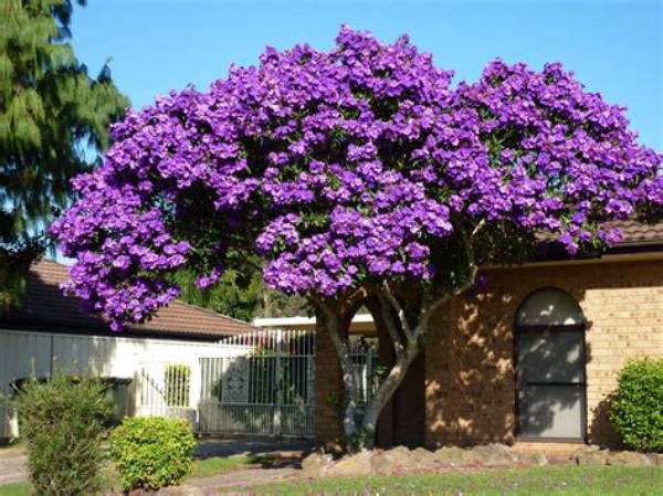 What Are the Trees with Small Purple Flowers?