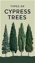 What Are the Two Types of Cypress Trees?
