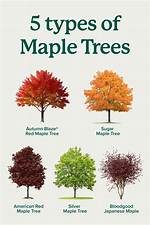What Are the Two Types of Maple?