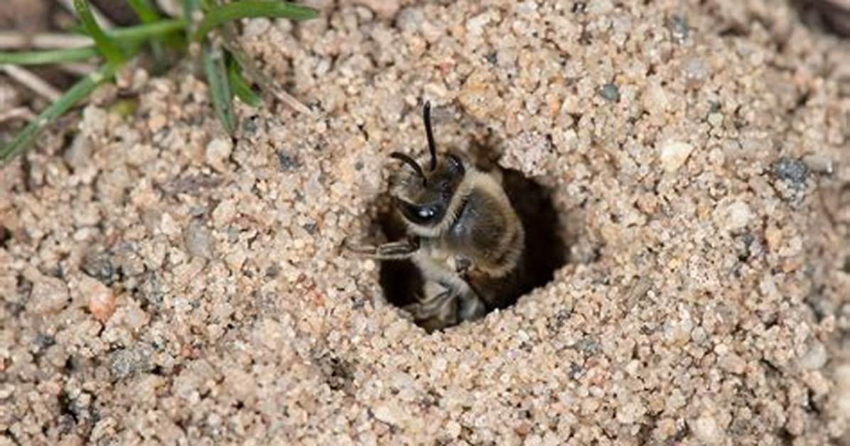 What Bees Make Nests in the Ground?