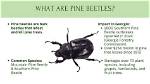 What Bug Is Killing My Pine Trees?