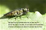 What Bugs Are Killing Ash Trees?