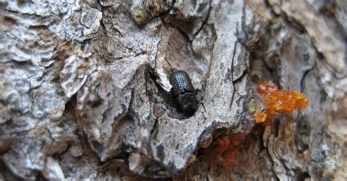 What Bugs Can Kill a Pine Tree?