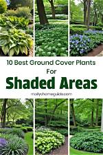 What Can I Plant in Heavily Shaded Area?